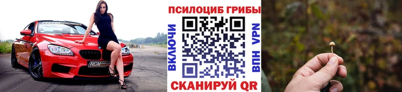 Псилоцибиновые грибы Psilocybe Вихоревка